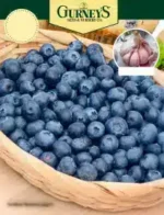 Gurney's Seed & Nursery Catalog: A collection of seed packets and gardening tools laid out on a wooden table for garden planning.