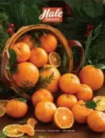 A variety of fresh Florida oranges and grapefruit from the Hale Groves Catalog arranged in a gift basket.