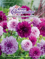 K. Van Bourgondien wholesale flower bulbs and Dutch perennials for home gardening