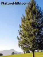 Nature Hills Nursery Catalog: A diverse collection of garden plants including flowering shrubs and green trees from a nursery catalog.