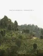 Rishi Tea Catalog: Close up of high-quality loose leaf green tea and dried botanicals on a wooden surface