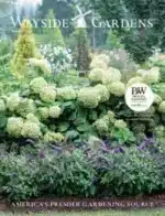 Wayside Gardens Catalog: A vibrant garden featuring a variety of perennials and shrubs selected from a professional gardening catalog.