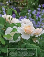white-flower-farm-catalog-a026b006